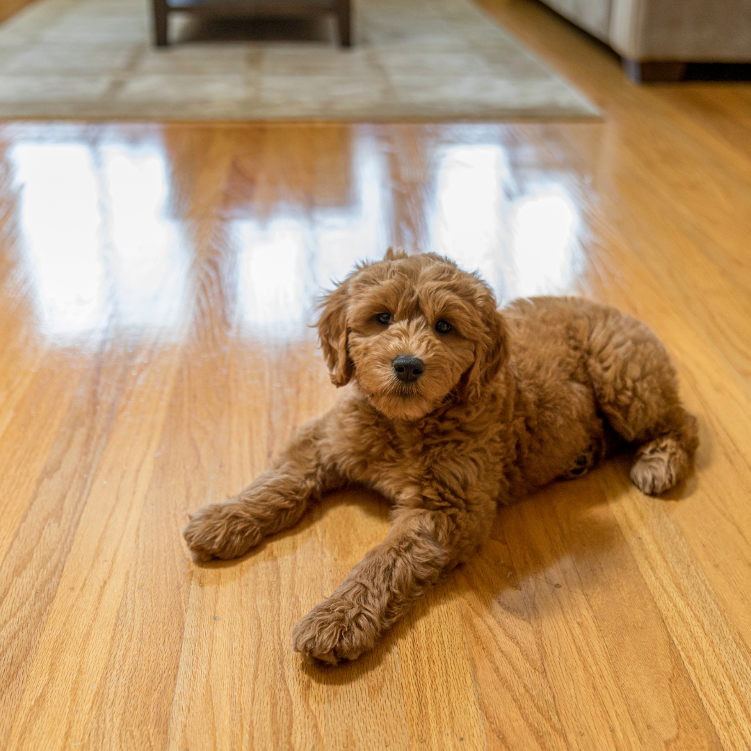 dog laying on wooden floor